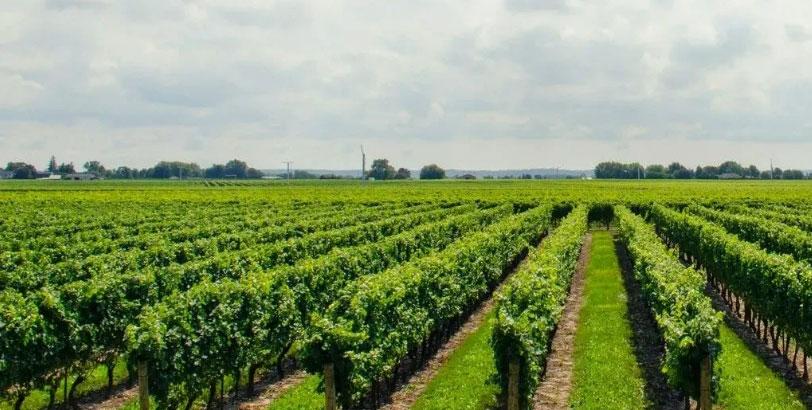 智慧大棚解决方案